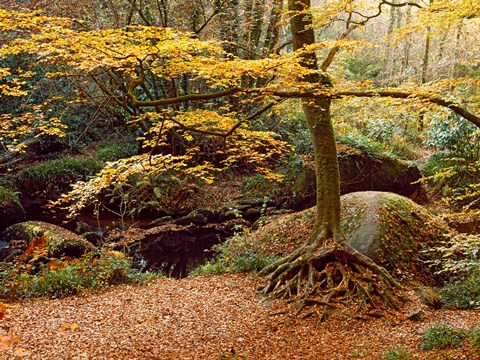 Framed Huelgoat Forest Covered in Autumn Leaves, Finistere, Brittany, France Print