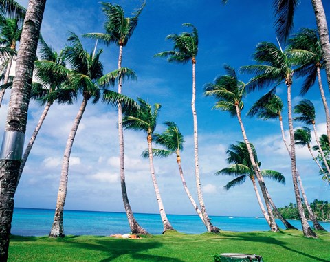 Framed Palm trees Turkey Print