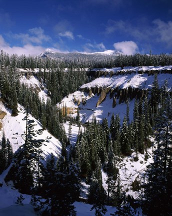 Framed Snow covered trees in winter, Godfrey Glen, Crater Lake National Park, Oregon, USA Print