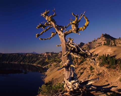 Framed Whitebark Pine tree at lakeside, Merriam Point, Crater Lake National Park, Oregon, USA Print