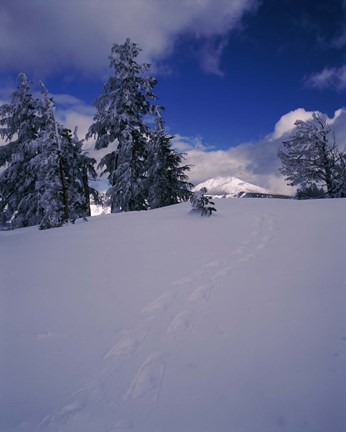 Framed Snowshoe tracks on snow, Mt. Scott, Crater Lake National Park, Oregon, USA Print