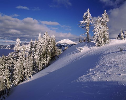 Framed Snow covered trees in winter, Mt. Scott, Crater Lake National Park, Oregon, USA Print
