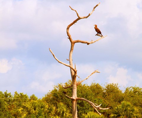 Framed Low angle view of a Cormorant (Phalacrocorax carbo) on a tree, Boynton Beach, Florida, USA Print