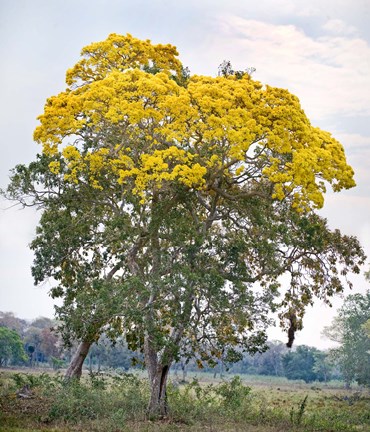 Framed Trees in a field, Three Brothers River, Meeting of the Waters State Park, Pantanal Wetlands, Brazil Print