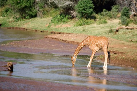 Framed Reticulated giraffe drinking water at a river, Samburu National Park, Rift Valley Province, Kenya Print