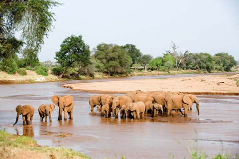 Framed Herd of African Elephants, Uaso Nyiro River, Kenya Print