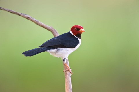 Framed Yellow-Billed cardinal on a branch, Three Brothers River, Pantanal Wetlands, Brazil (horizontal) Print