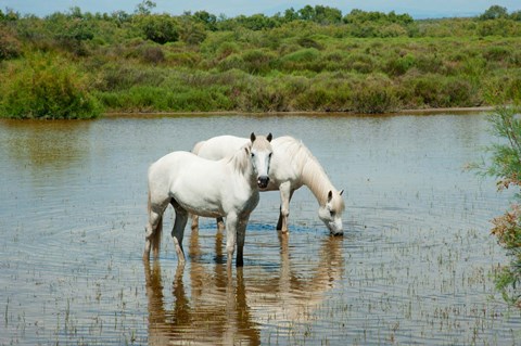 Framed Two Camargue White Horses in a Lagoon, Camargue, Saintes-Maries-De-La-Mer, Provence-Alpes-Cote d&#39;Azur, France (horizontal) Print
