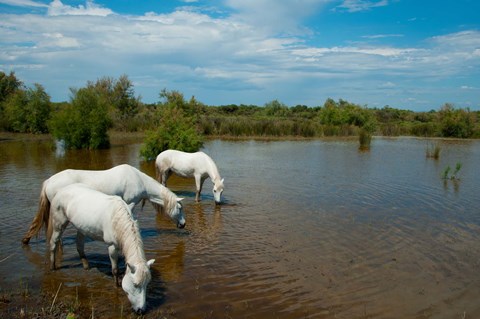 Framed Three white Camargue horses in a lagoon, Camargue, Saintes-Maries-De-La-Mer, Provence-Alpes-Cote d&#39;Azur, France Print