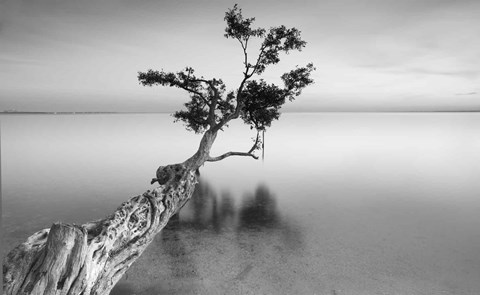 Framed Water Tree XII Print