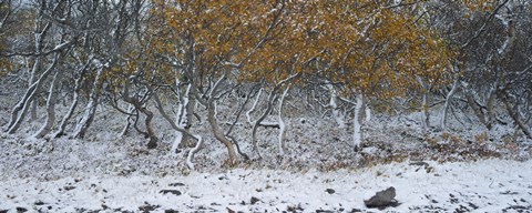 Framed Tired Trees 2 Print