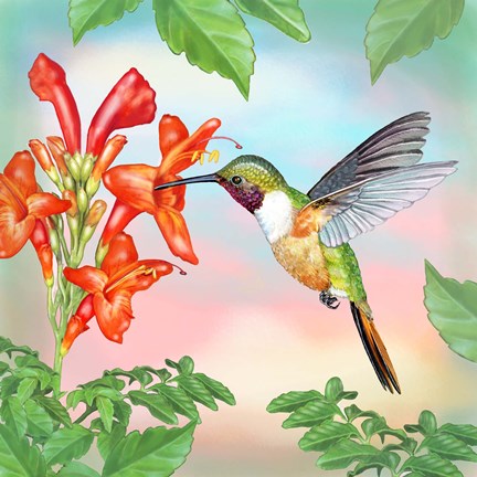 Framed Bahama Woodstar In Honeysuckle Print