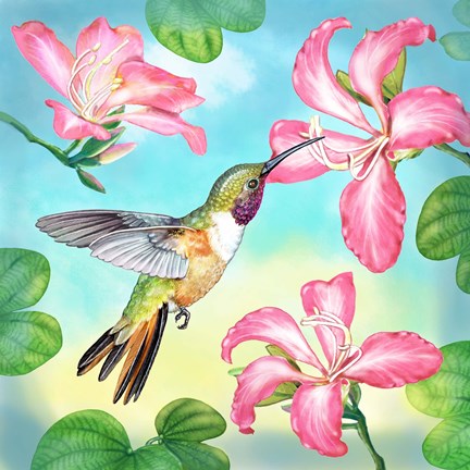 Framed Bahama Woodstar In Orchid Tree Print