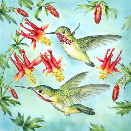 Framed Calliopes Hummingbirds Print