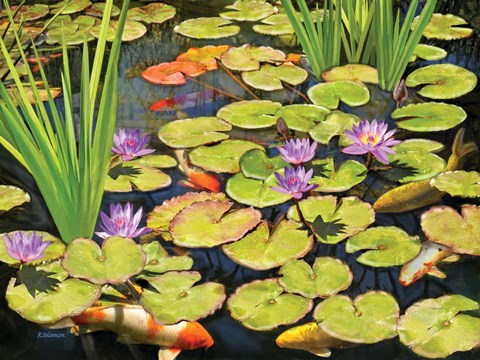 Framed Koi Pond II Print