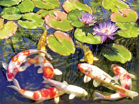 Framed Koi Pond III Print