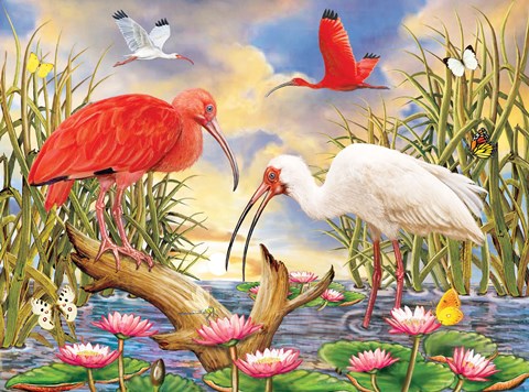Framed Scarlet And White Ibis Print