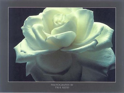 Framed True Redd - Rose Photography Size 31x24 Print