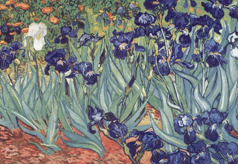 Framed Irises, Saint-Remy, c.1889 Print