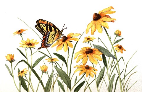 Framed Butterfly &amp; Black Eyed Susans Print
