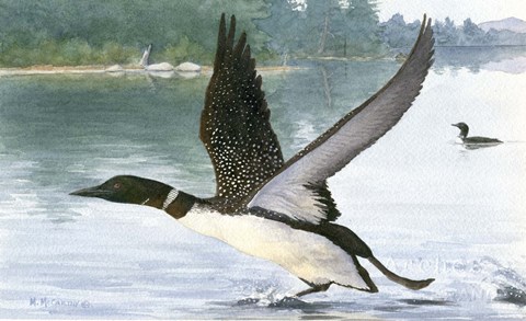 Framed Loon Take-Off Print