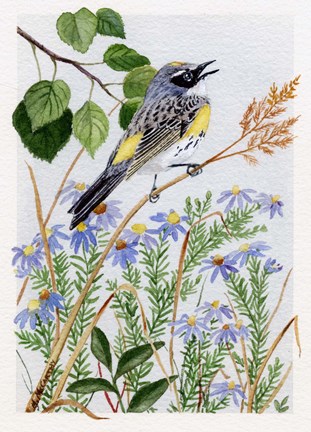 Framed Myrtle Warbler and Asters Print