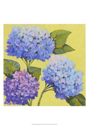 Framed Spring Hydrangeas II Print