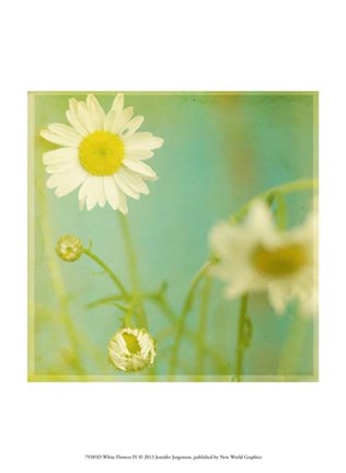 Framed White Flowers IV Print
