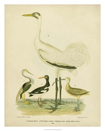 Framed Antique Crane &amp; Heron Print