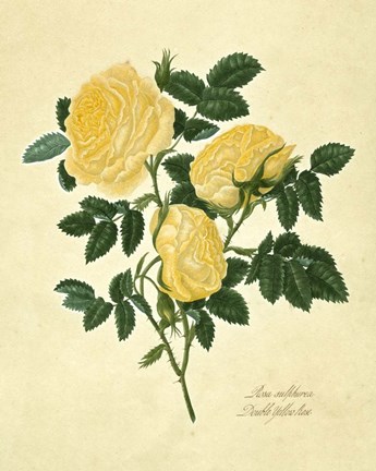Framed Double Yellow Rose Print