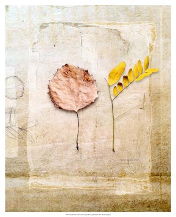 Framed Herbarium II Print