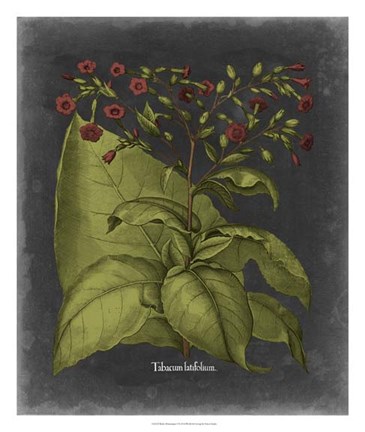 Framed Besler Dramatique I Print