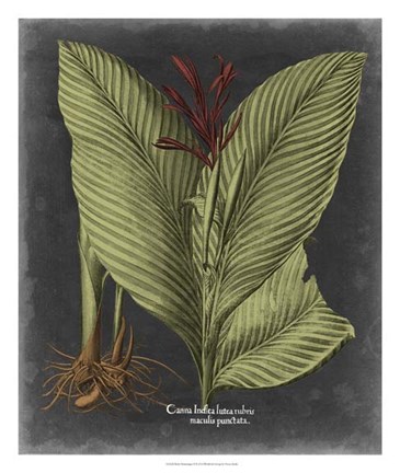 Framed Besler Dramatique II Print