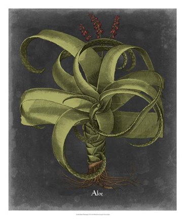 Framed Besler Dramatique IV Print