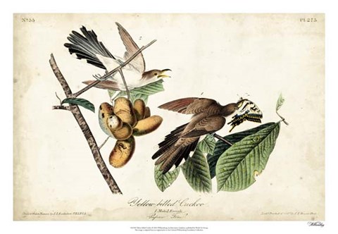 Framed Yellow-billed Cuckoo Print