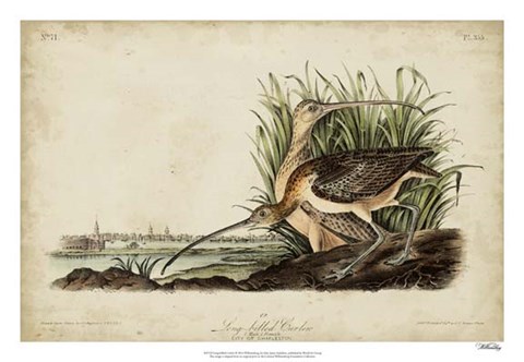 Framed Long-billed Curlew Print