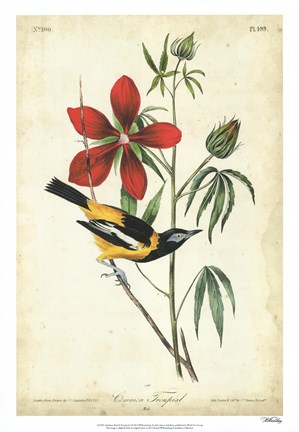 Framed Audubon Bird &amp; Botanical I Print