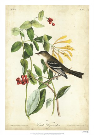 Framed Audubon Bird &amp; Botanical II Print