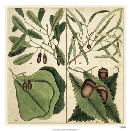 Framed Catesby Leaf Quadrant II Print