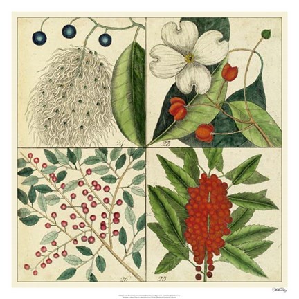 Framed Catesby Botanical Quadrant II Print