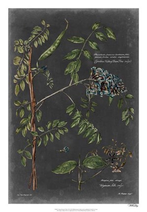 Framed Vintage Botanical Chart VII Print