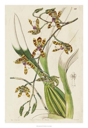 Framed Spring Orchid II Print