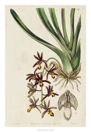 Framed Spring Orchid V Print