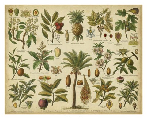 Framed Classification of Tropical Plants Print