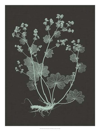 Framed Mint &amp; Charcoal Nature Study I Print