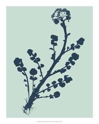 Framed Indigo &amp; Mint Botanical Study II Print