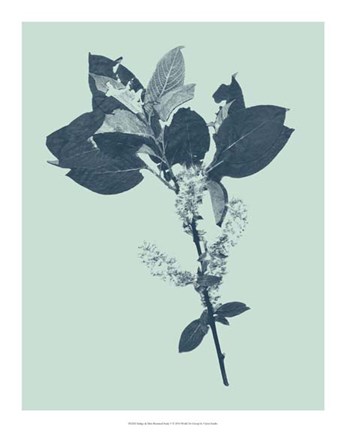 Framed Indigo &amp; Mint Botanical Study V Print
