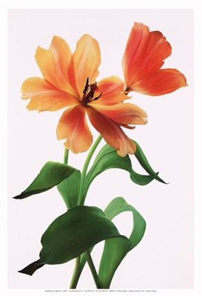 Framed Valentine Surprise II - mini Print