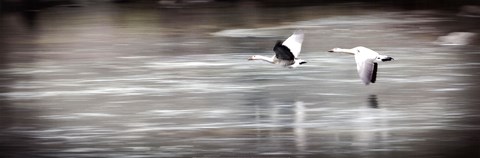 Framed Coasting Print