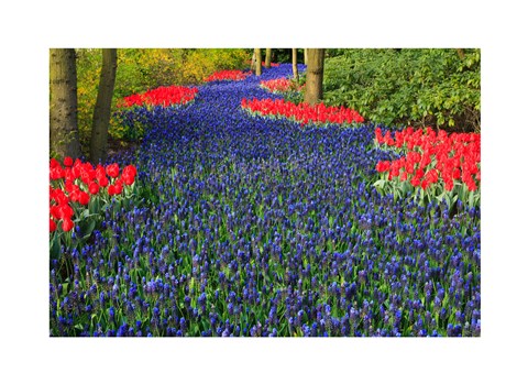 Framed Blue Dutch Tulip Flowerbed Print
